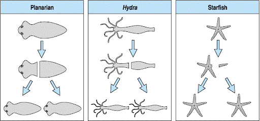 Parthenogenesis: An Expansive Review of Asexual Reproduction in Plants ...