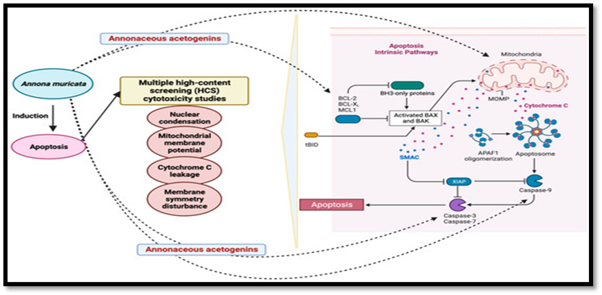 Anticancer Potential of Annona squamosa L. With a Focus on Nanoparticle ...