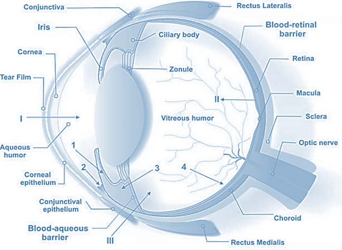 Eye On Innovation: A Comparative Review on Ocular Inserts and Eye Gel ...