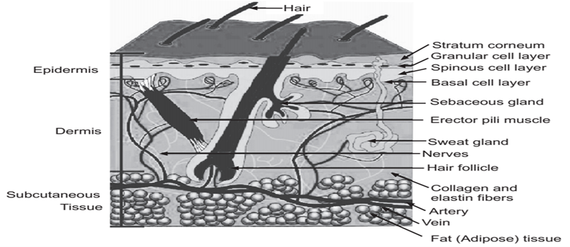 Advancements In Transdermal Drug Delivery System: A Comprehensive Overview